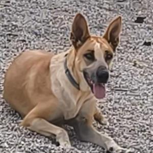 L�A 4* (CASO EXTERNO)