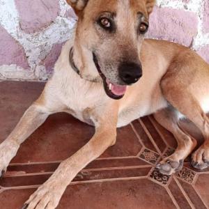 L�A 4* (CASO EXTERNO)