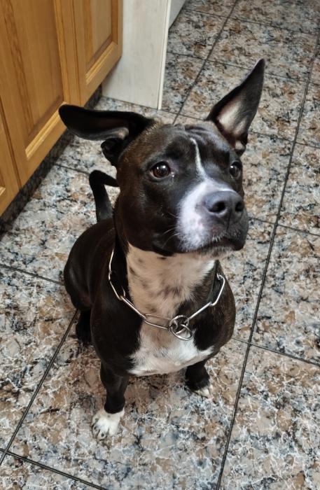 DIABLO 2* (CASO EXTERNO)