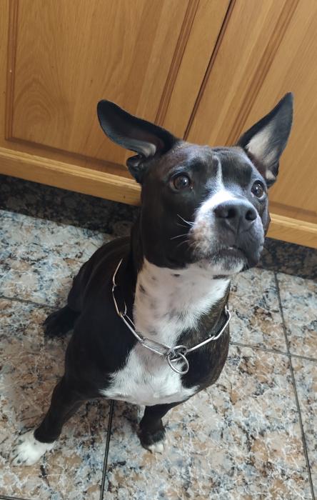 DIABLO 2* (CASO EXTERNO)