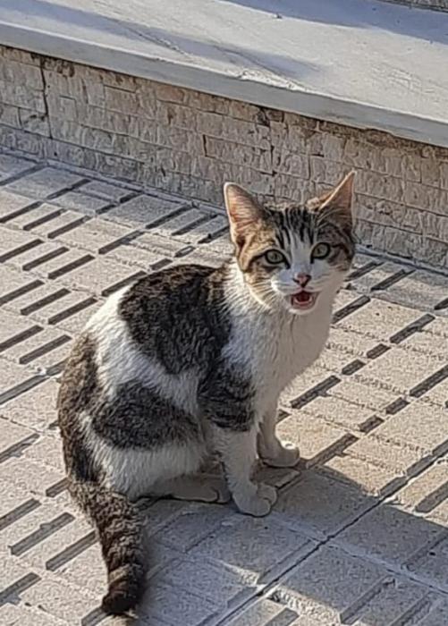 PEQUE 5* (CASO EXTERNO)