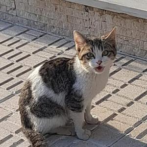 PEQUE 5* (CASO EXTERNO)