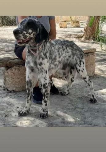 SCOTT 2* (CASO EXTERNO)