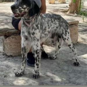 SCOTT 2* (CASO EXTERNO)