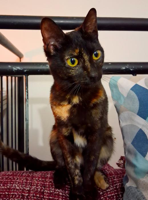 NOITE* (CASO EXTERNO)