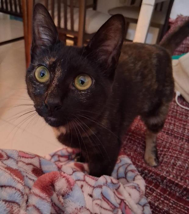 NOITE* (CASO EXTERNO)