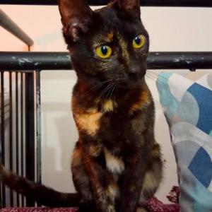 NOITE* (CASO EXTERNO)