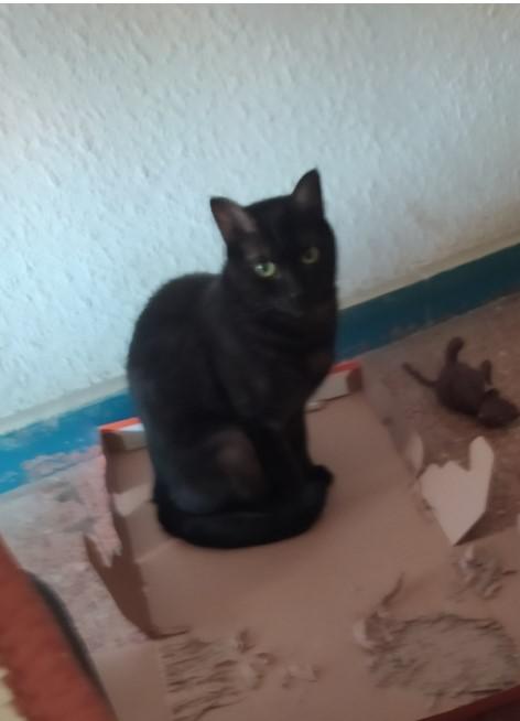 SOFI 3* (CASO EXTERNO)