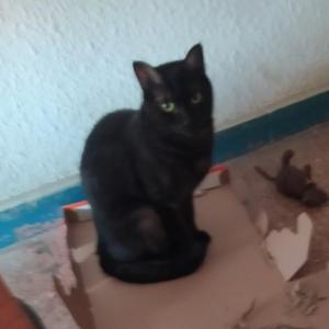 SOFI 3* (CASO EXTERNO)