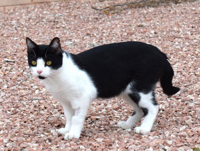 MAJO* (CASO EXTERNO)