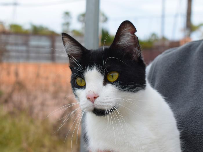 MAJO* (CASO EXTERNO)