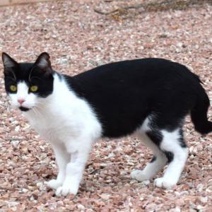 MAJO* (CASO EXTERNO)