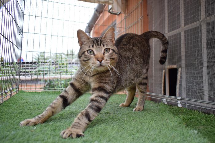 PIPO* (CASO EXTERNO)