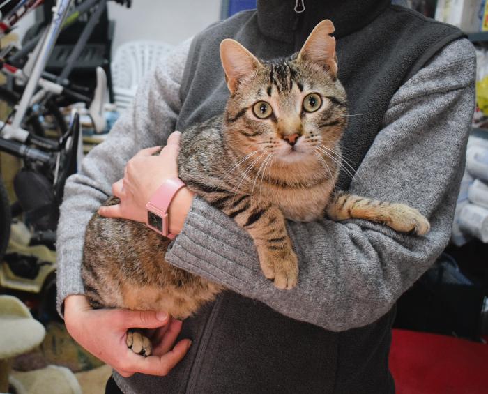 PIPO* (CASO EXTERNO)