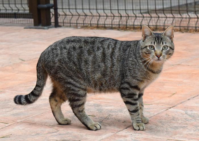 PIPO* (CASO EXTERNO)