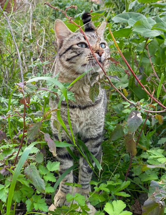 PIPO* (CASO EXTERNO)