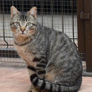 PIPO* (CASO EXTERNO)