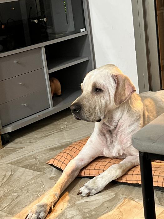 NOLAN* (CASO EXTERNO)