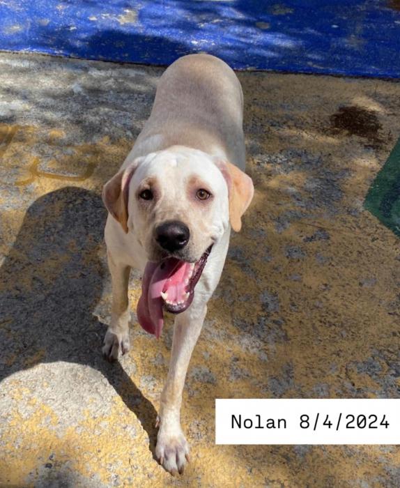 NOLAN* (CASO EXTERNO)