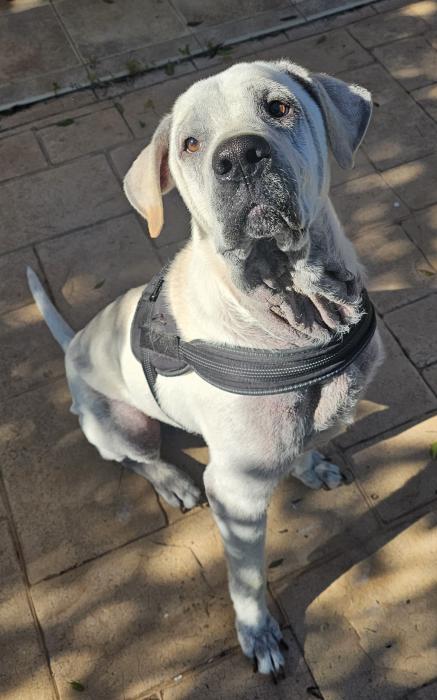 NOLAN* (CASO EXTERNO)