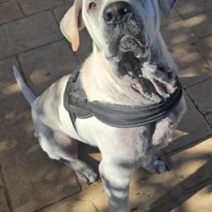 NOLAN* (CASO EXTERNO)