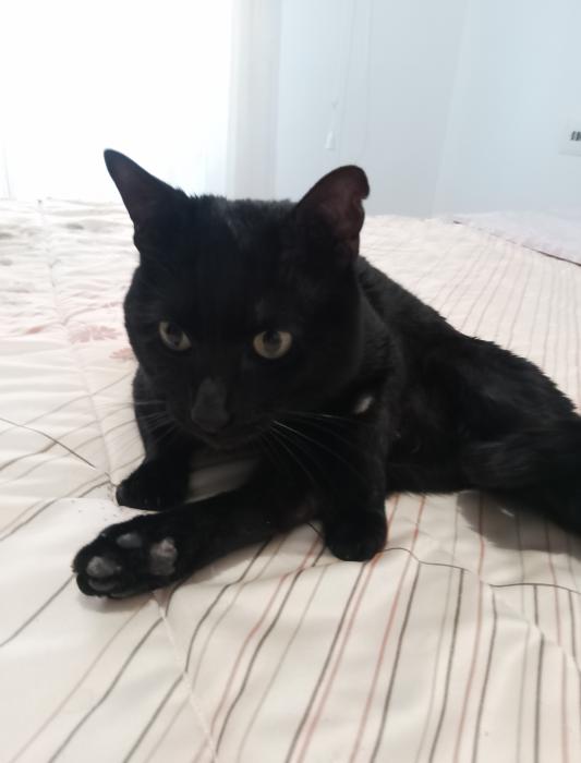 LOLO 8* (CASO EXTERNO)