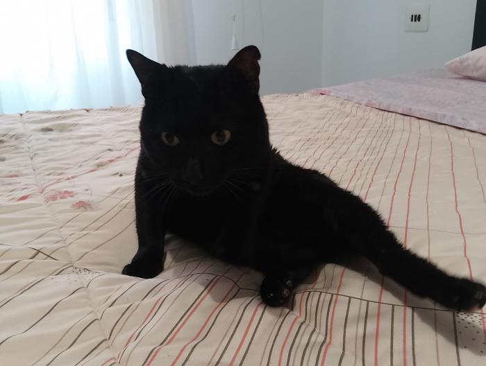 LOLO 8* (CASO EXTERNO)