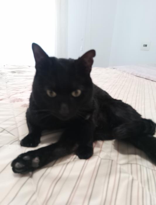 LOLO 8* (CASO EXTERNO)