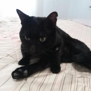 LOLO 8* (CASO EXTERNO)