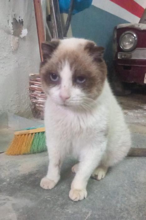 F&Eacute;NIX* (CASO EXTERNO)