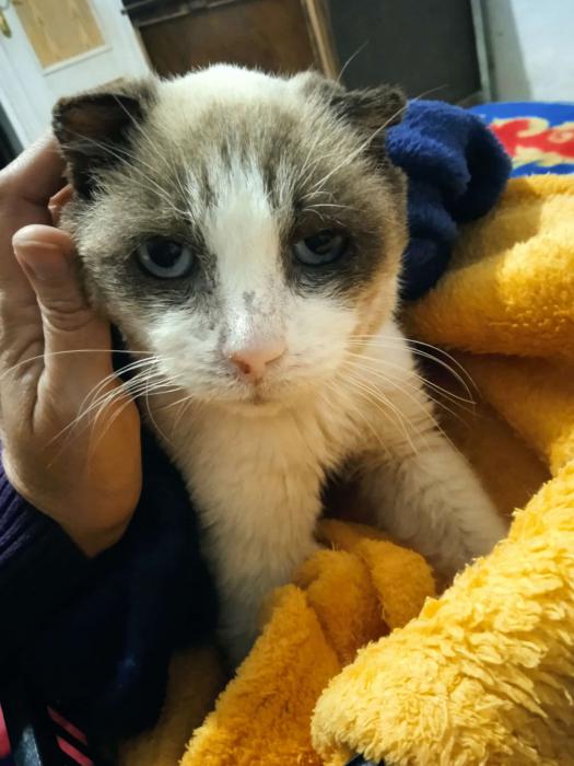 F&Eacute;NIX* (CASO EXTERNO)