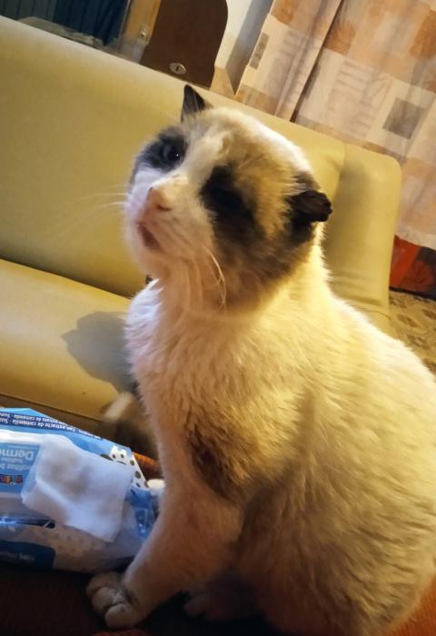 F&Eacute;NIX* (CASO EXTERNO)