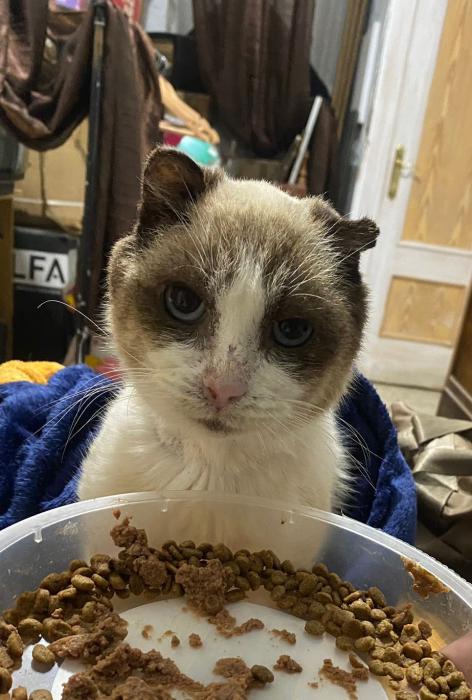 F&Eacute;NIX* (CASO EXTERNO)