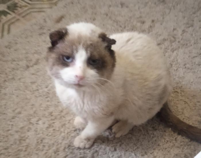 F&Eacute;NIX* (CASO EXTERNO)