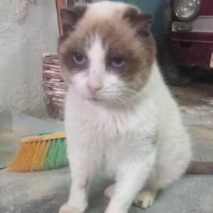 F�NIX* (CASO EXTERNO)