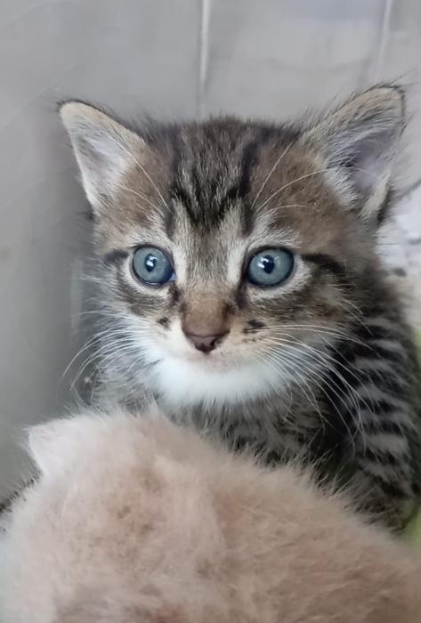 VISERION* (CASO EXTERNO)