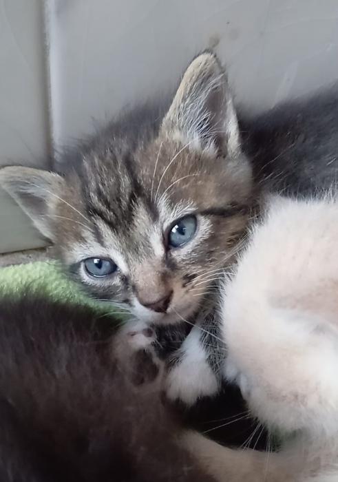 VISERION* (CASO EXTERNO)