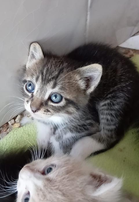 VISERION* (CASO EXTERNO)