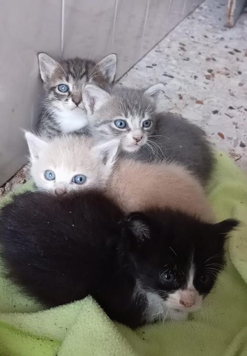 VISERION* (CASO EXTERNO)