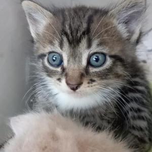 VISERION* (CASO EXTERNO)