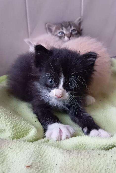 DROGON 2* (CASO EXTERNO)