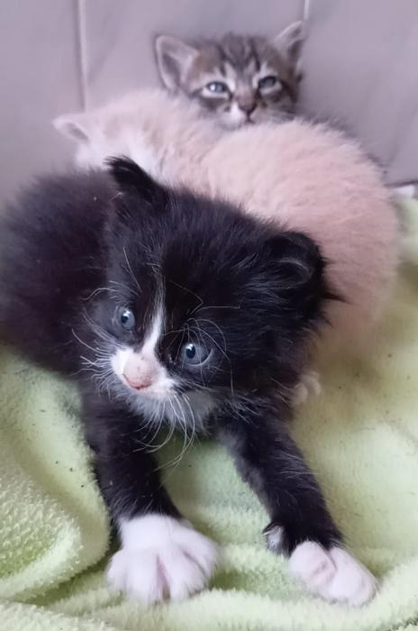 DROGON 2* (CASO EXTERNO)