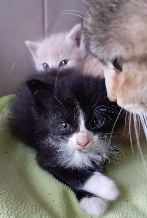 DROGON 2* (CASO EXTERNO)