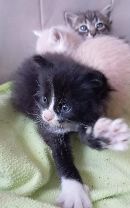 DROGON 2* (CASO EXTERNO)