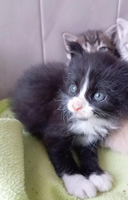 DROGON 2* (CASO EXTERNO)