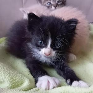 DROGON 2* (CASO EXTERNO)