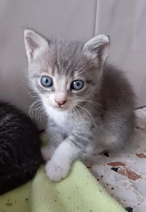 RHAEGAL* (CASO EXTERNO)