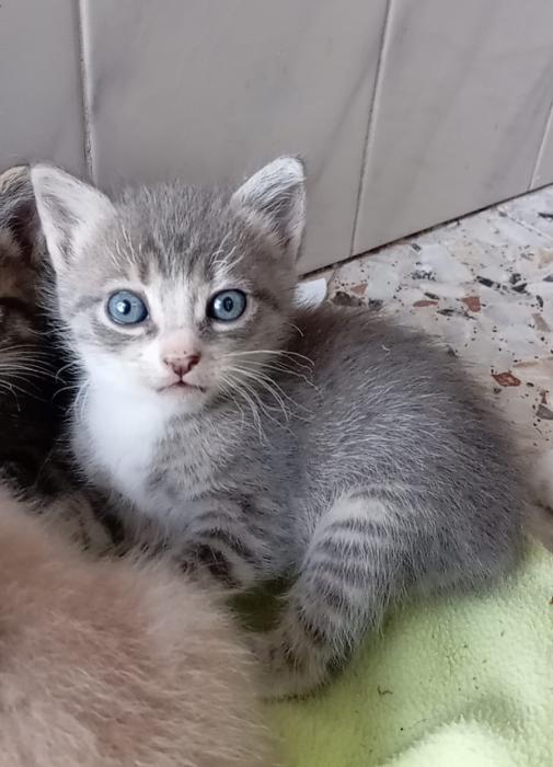 RHAEGAL* (CASO EXTERNO)