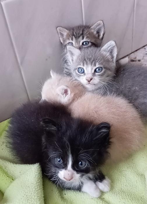 RHAEGAL* (CASO EXTERNO)