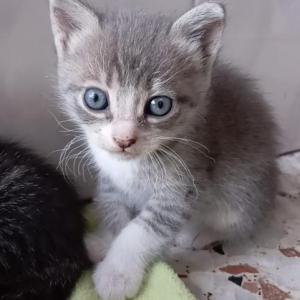 RHAEGAL* (CASO EXTERNO)